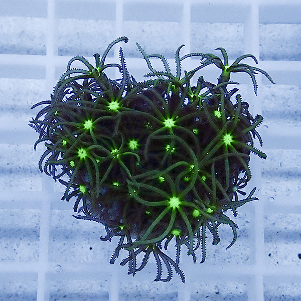 【サンゴ現物6】スターポリプ フラグ