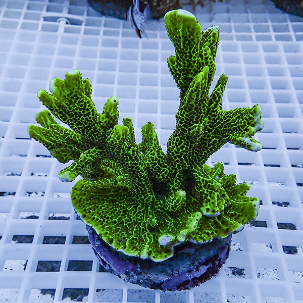 【サンゴ現物6】エダコモンサンゴ ブリード