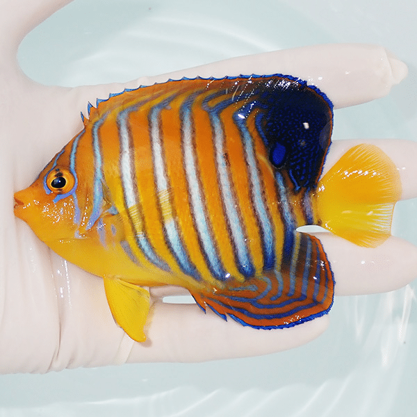 【現物6】モルディブ産インドニシキヤッコ 10.5cm±