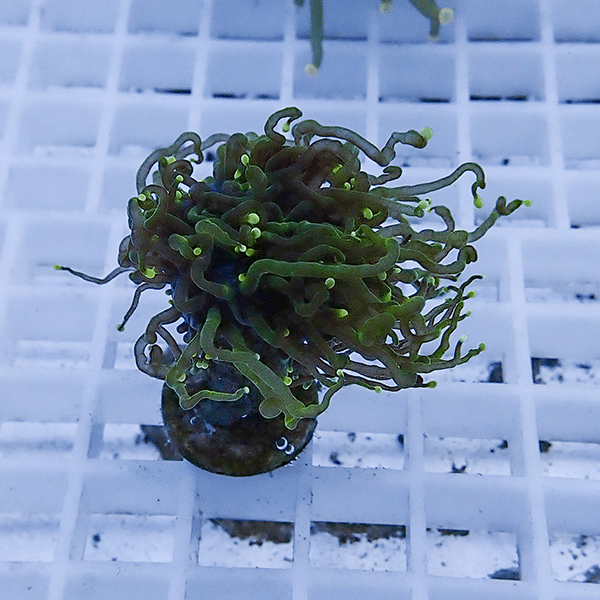 【サンゴ現物6】フラワーコーラルフラグ