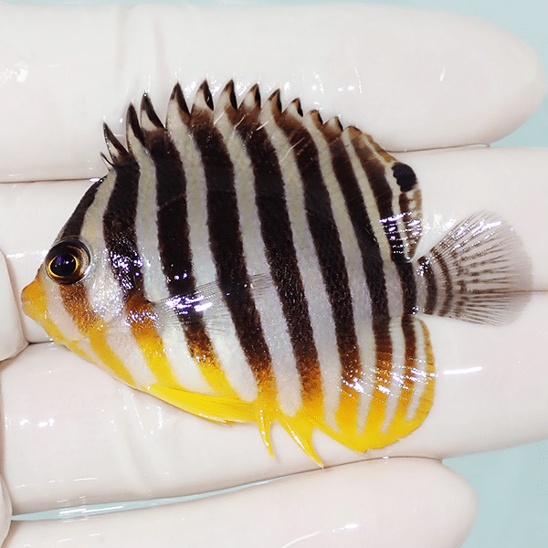 【現物6】シマヤッコ 5.5cm±