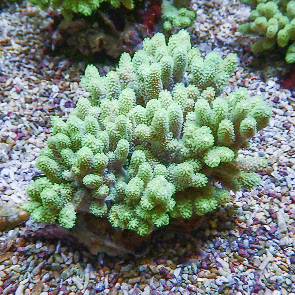 【サンゴ現物7】トサカ.sp 12-11cm沖縄産