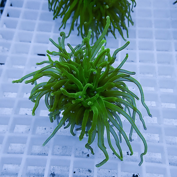 【サンゴ現物7】フラワーコーラルフラグ