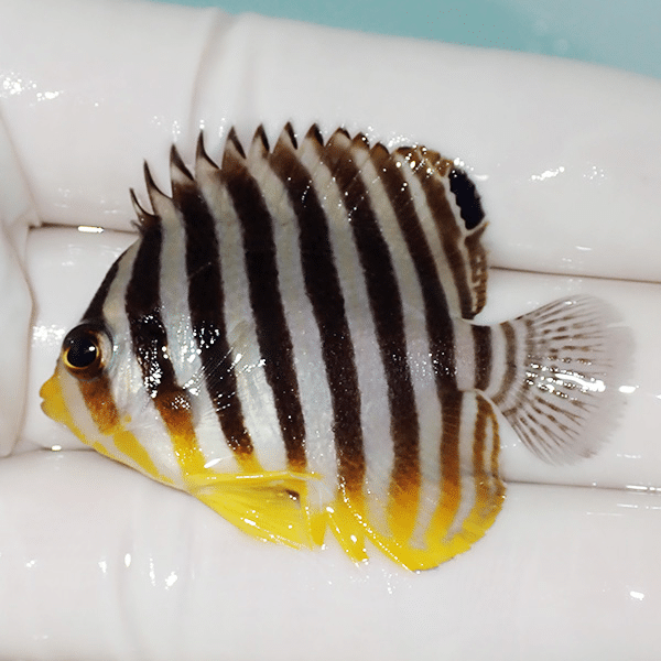 【現物7】シマヤッコ 4.7cm±