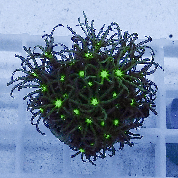 【サンゴ現物7】スターポリプ フラグ