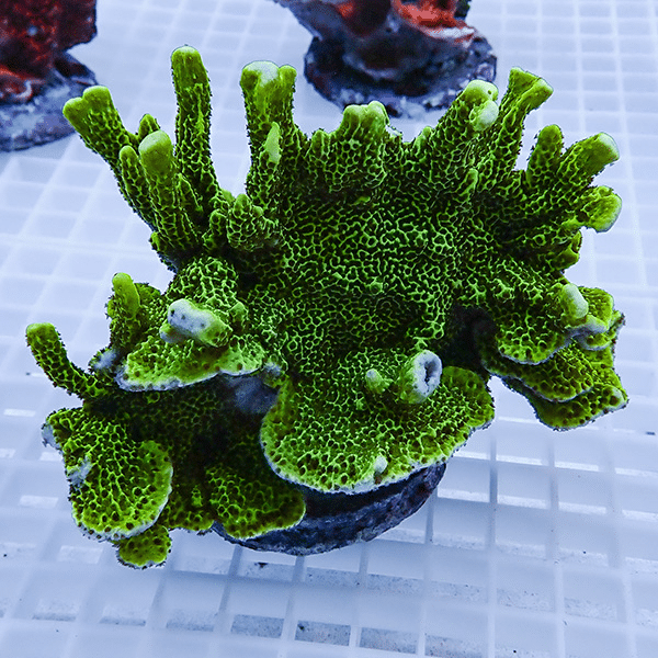 【サンゴ現物7】エダコモンサンゴブリード