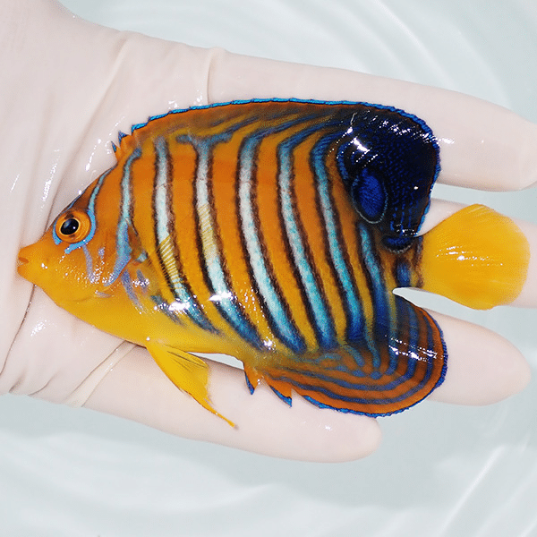 【現物7】モルディブ産インドニシキヤッコ 9.5cm±