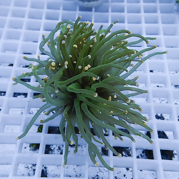 【サンゴ現物7】フラワーコーラルフラグ