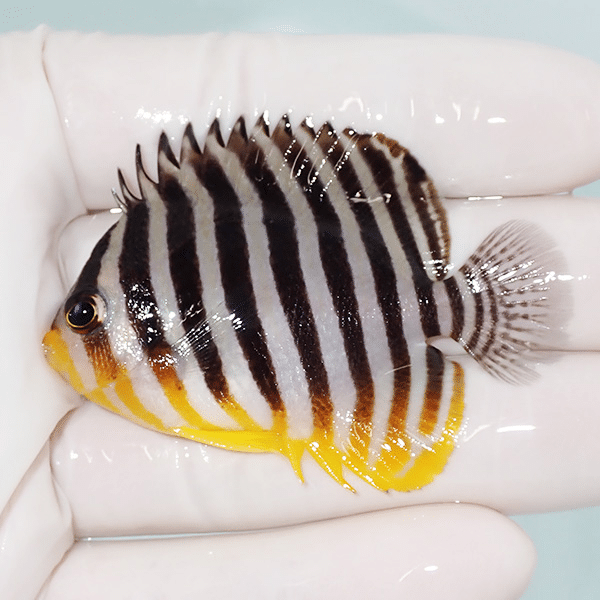 【現物7】シマヤッコ 6cm±