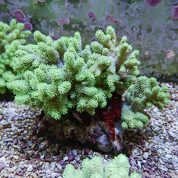 【サンゴ現物8】トサカ.sp 12-12cm沖縄産