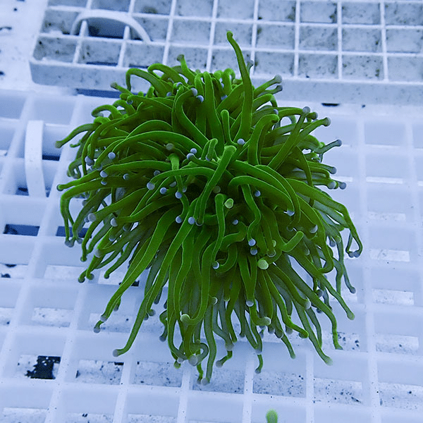 【サンゴ現物8】フラワーコーラルフラグ