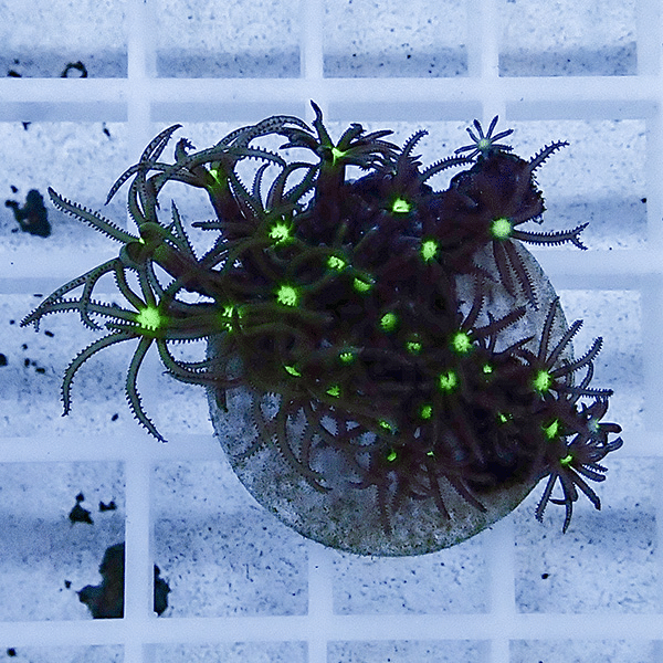 【サンゴ現物8】スターポリプ フラグ