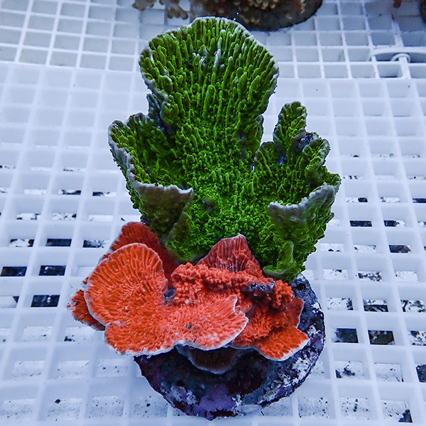【サンゴ現物8】ウスコモンサンゴブリード