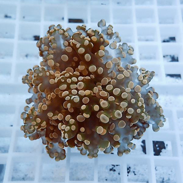 【サンゴ現物8】タコアシサンゴ フラグ