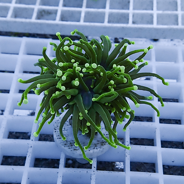 【サンゴ現物8】フラワーコーラルフラグ