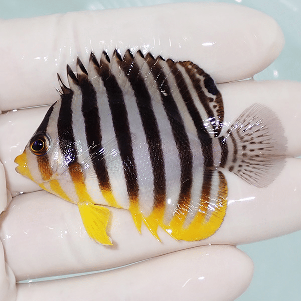 【現物8】シマヤッコ 5.7cm±