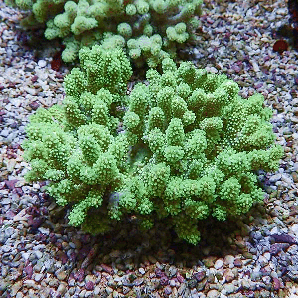 【サンゴ現物9】トサカ.sp 12-11cm沖縄産