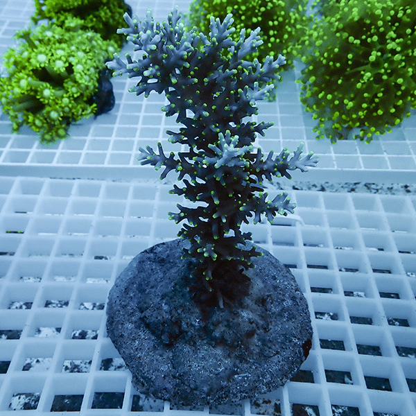 【サンゴ現物9】ブリードミドリイシ