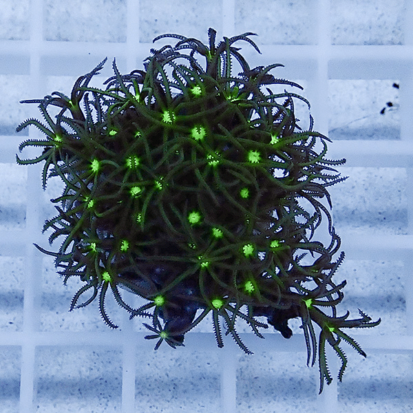 【サンゴ現物9】スターポリプ フラグ