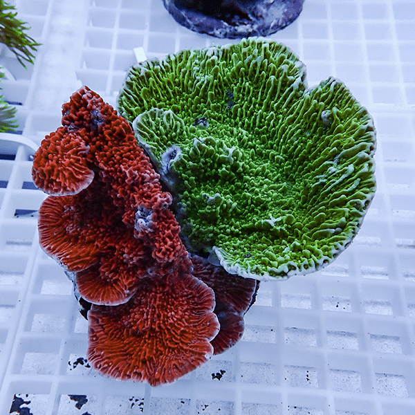 【サンゴ現物9】ウスコモンサンゴブリード