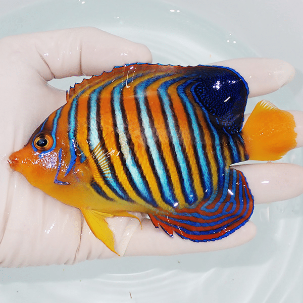 【現物9】モルディブ産インドニシキヤッコ 12.5cm±