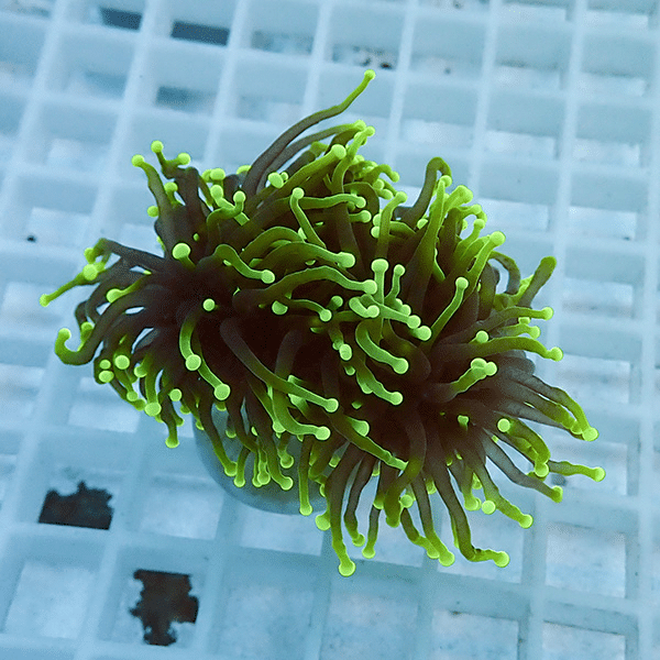 【サンゴ現物9】フラワーコーラルフラグ