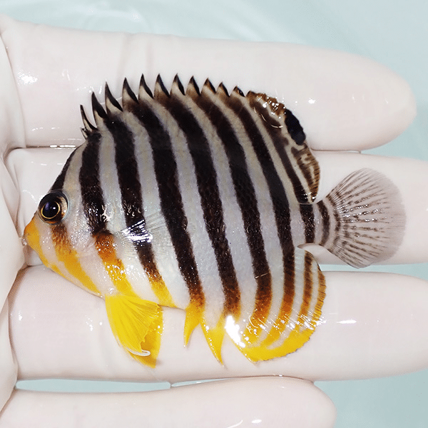 【現物9】シマヤッコ 6cm±