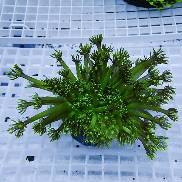 【現物10】コモチハナガサ