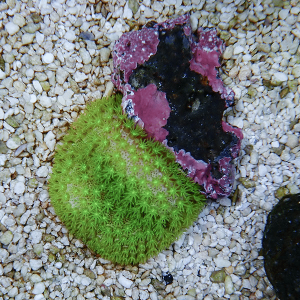 【サンゴ現物1】ウミキノコ メタリックグリーン 3-2cm