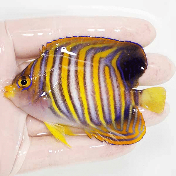 【現物1】ニシキヤッコ 9cm±