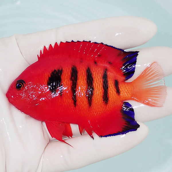 【現物1】フレームエンゼル 8.5cm