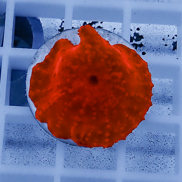 【サンゴ現物1】ディスクコーラル