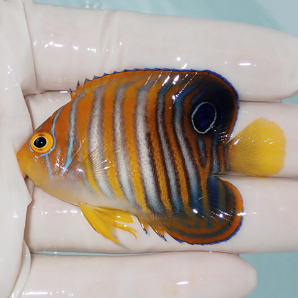 【現物1】ニシキヤッコ 6.3cm±