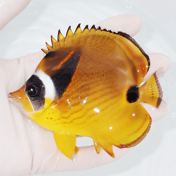 【現物】チョウハン 11cm±