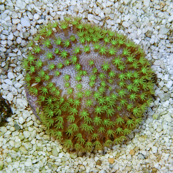 【サンゴ現物2】ウミキノコ メタリックグリーン 3.5-3cm
