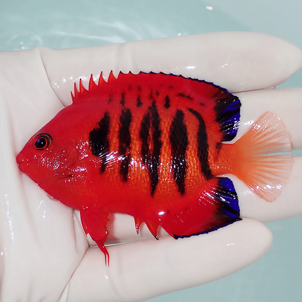 【現物2】フレームエンゼル 7.5cm