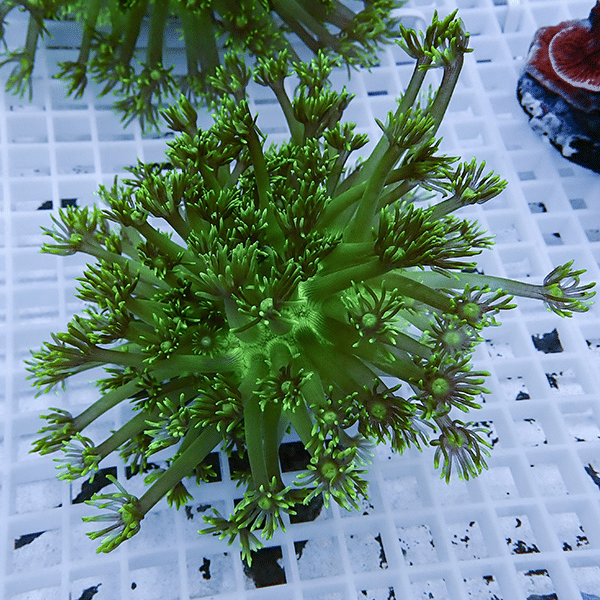 【現物2】コモチハナガサ