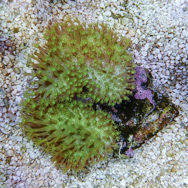 【サンゴ現物3】ウミキノコ メタリックグリーン2個付き 5-4cm