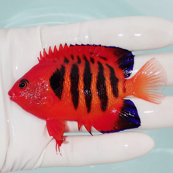 【現物3】フレームエンゼル 8cm