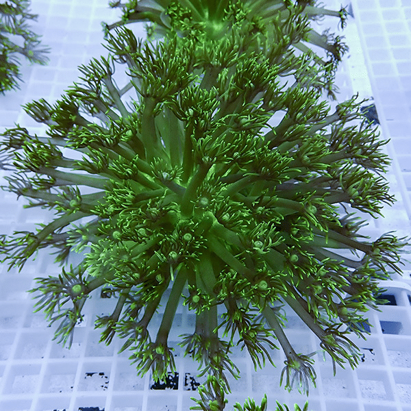 【現物3】コモチハナガサ