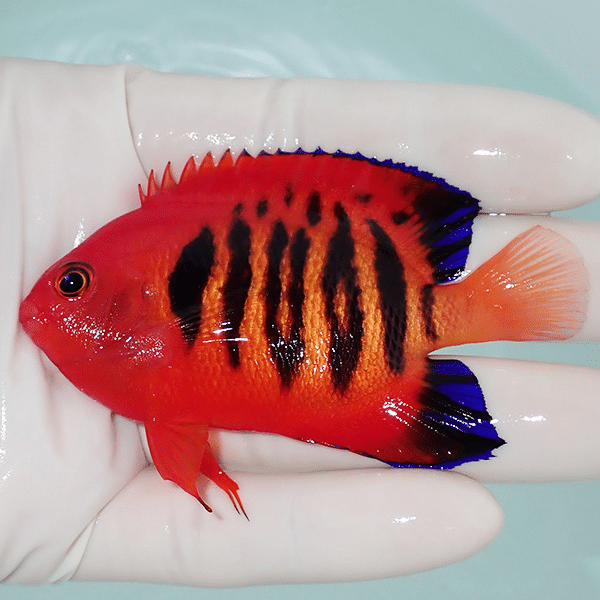 【現物4】フレームエンゼル 8cm