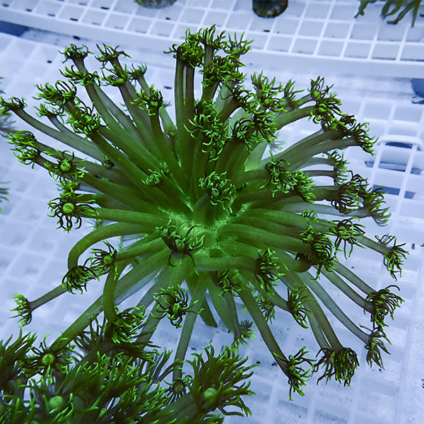 【現物4】コモチハナガサ