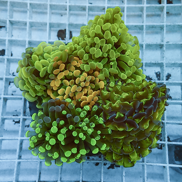 【サンゴ現物4】ナガレハナサンゴ ブリードMIX