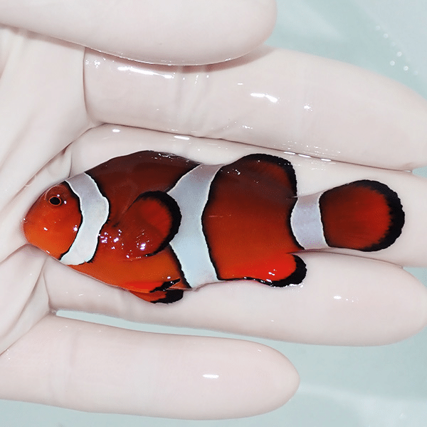 【現物5】カクレクマノミbig 6.7cm