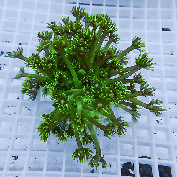 【現物5】コモチハナガサ