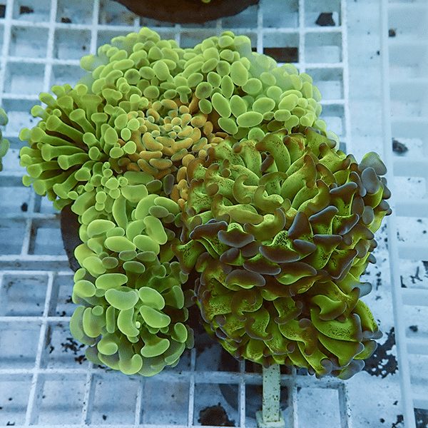 【サンゴ現物5】ナガレハナサンゴ ブリードMIX