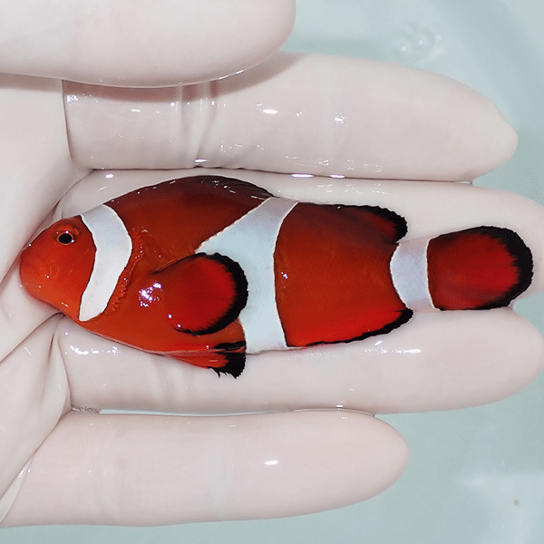 【現物6】カクレクマノミbig 7.5cm±