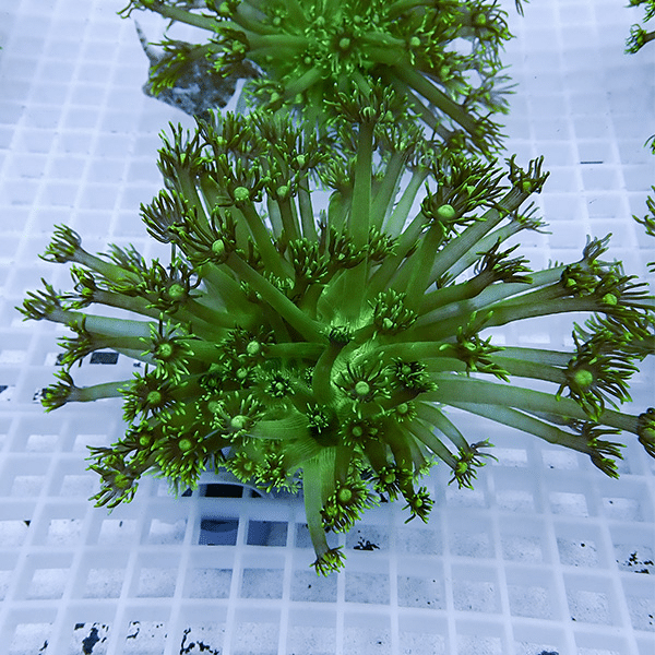 【現物6】コモチハナガサ