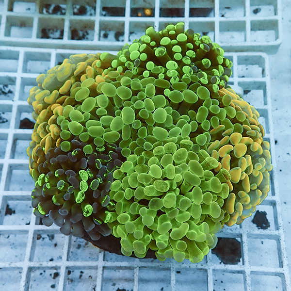 【サンゴ現物6】ナガレハナサンゴ ブリードMIX