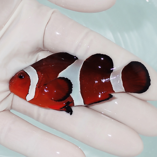 【現物7】カクレクマノミbig 7cm±